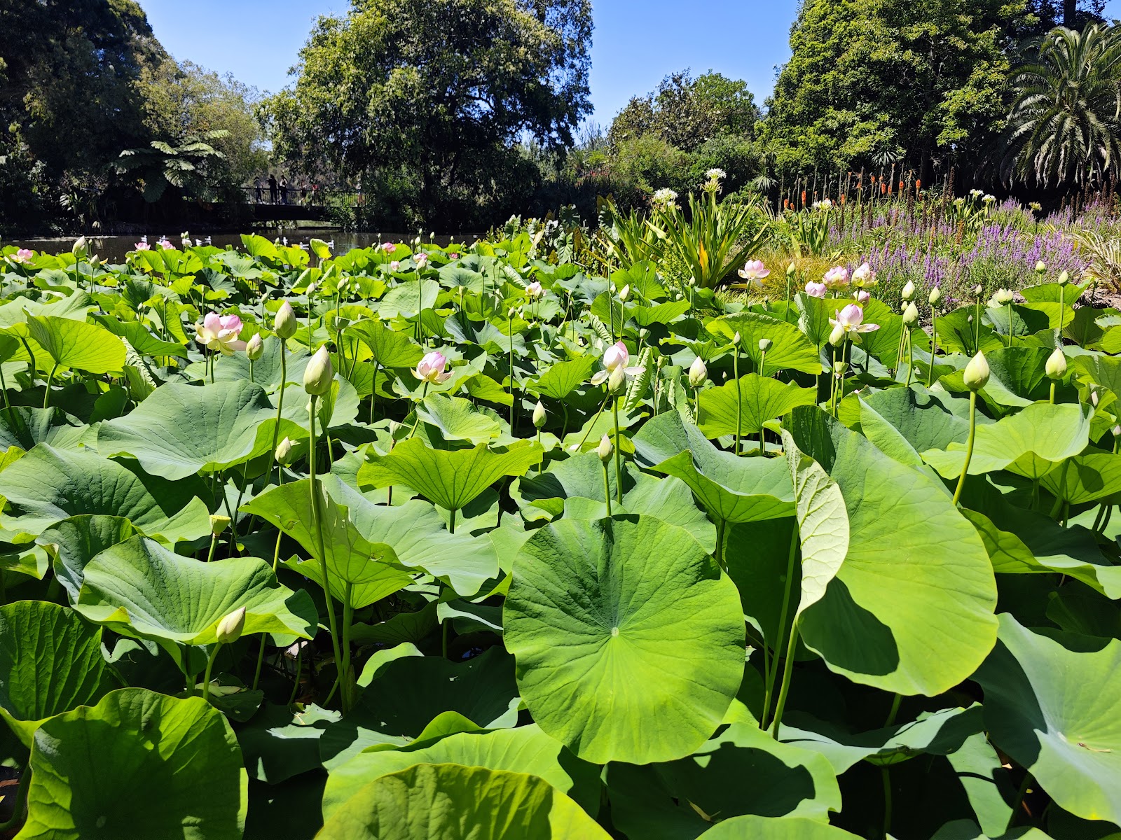 로열 보타닉 가든