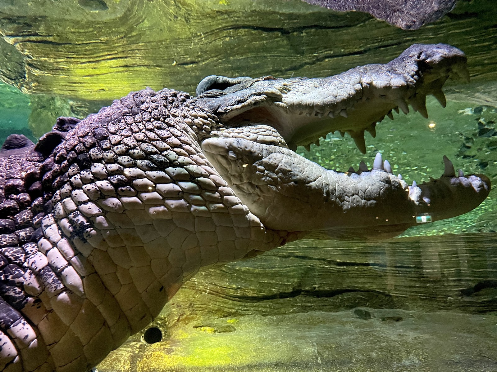 씨라이프 멜버른