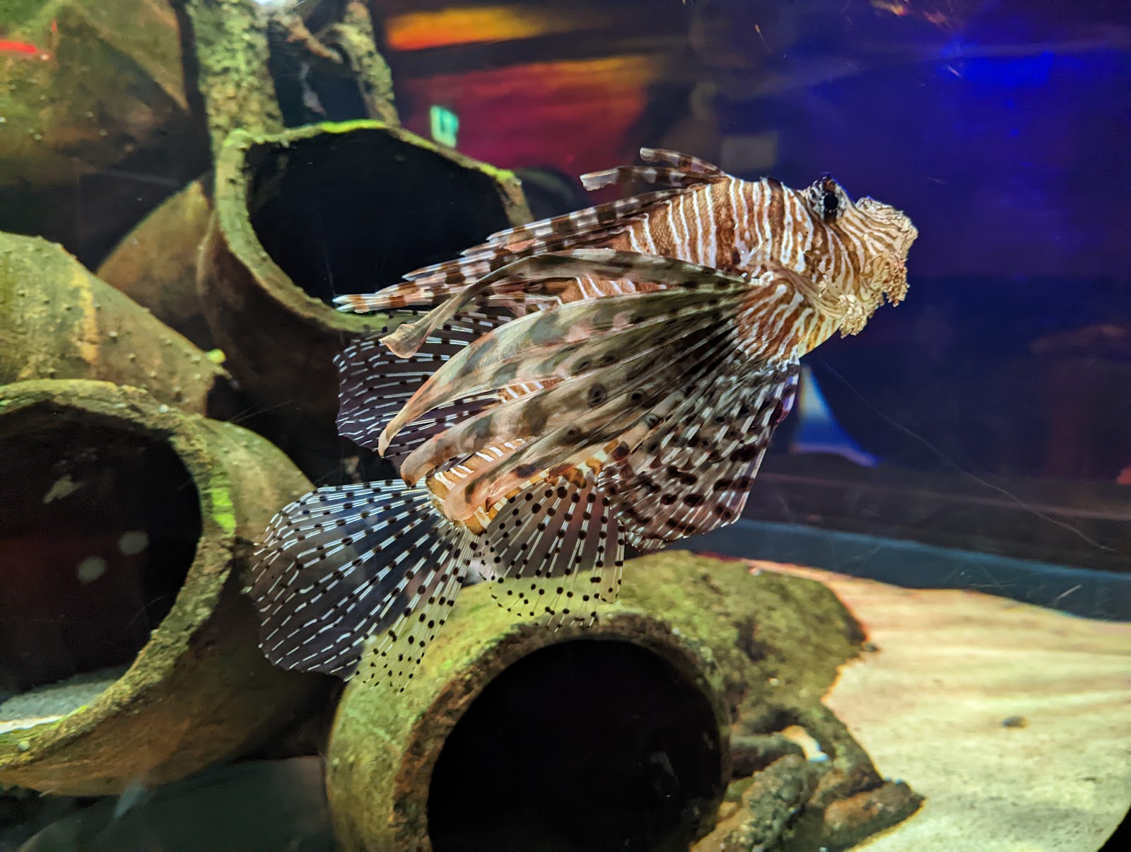 씨라이프 멜버른