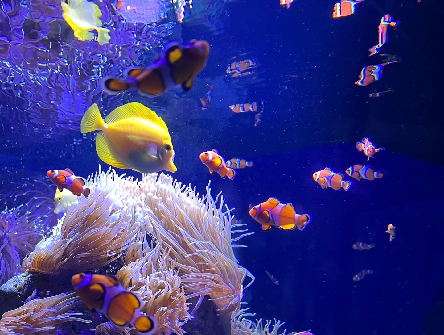 씨라이프 멜버른