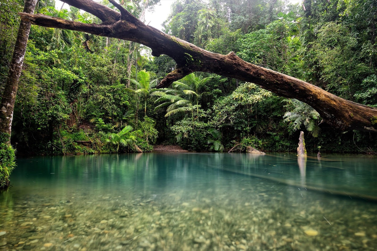 데인트리 열대우림