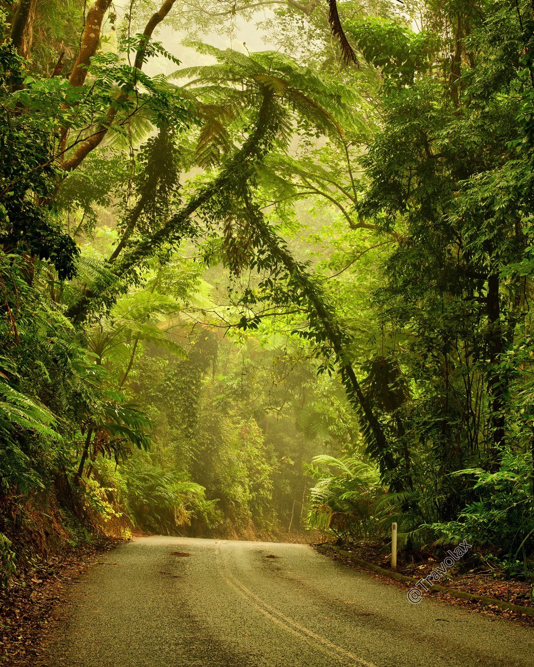 데인트리 열대우림