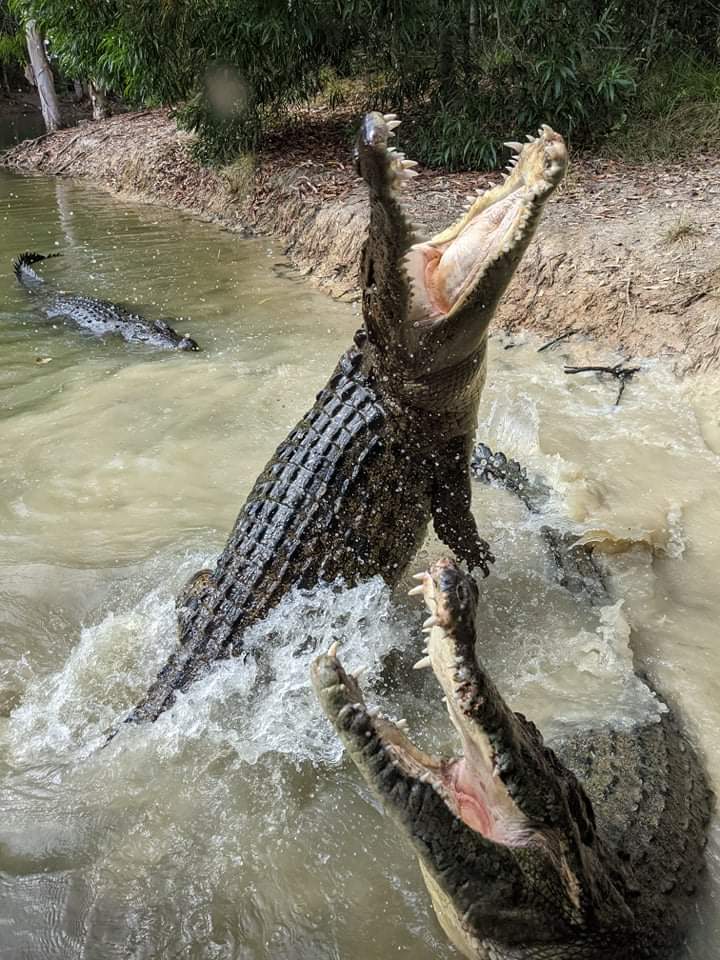 하틀리 악어 농장