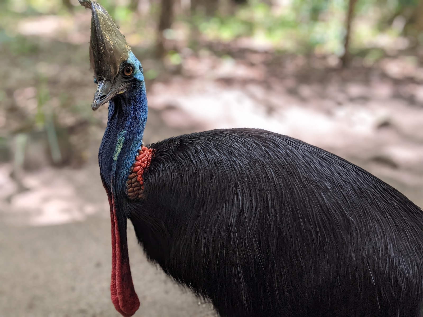 하틀리 악어 농장