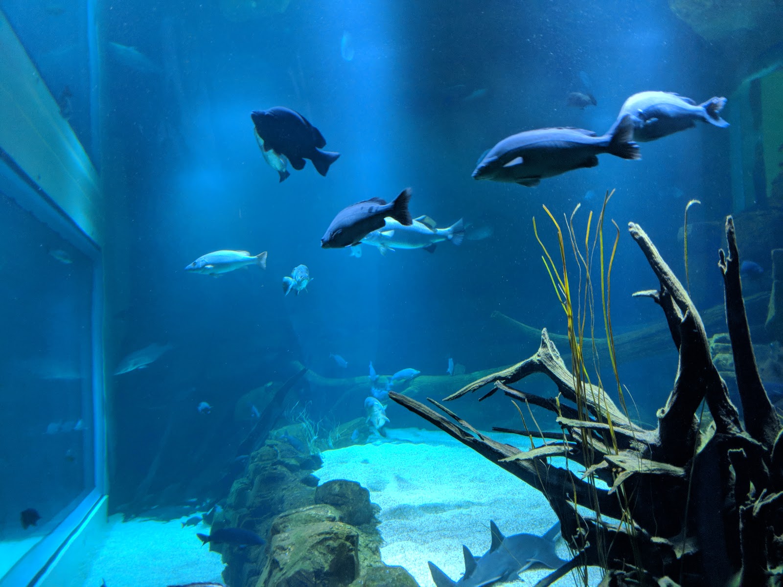 케언즈 아쿠아리움