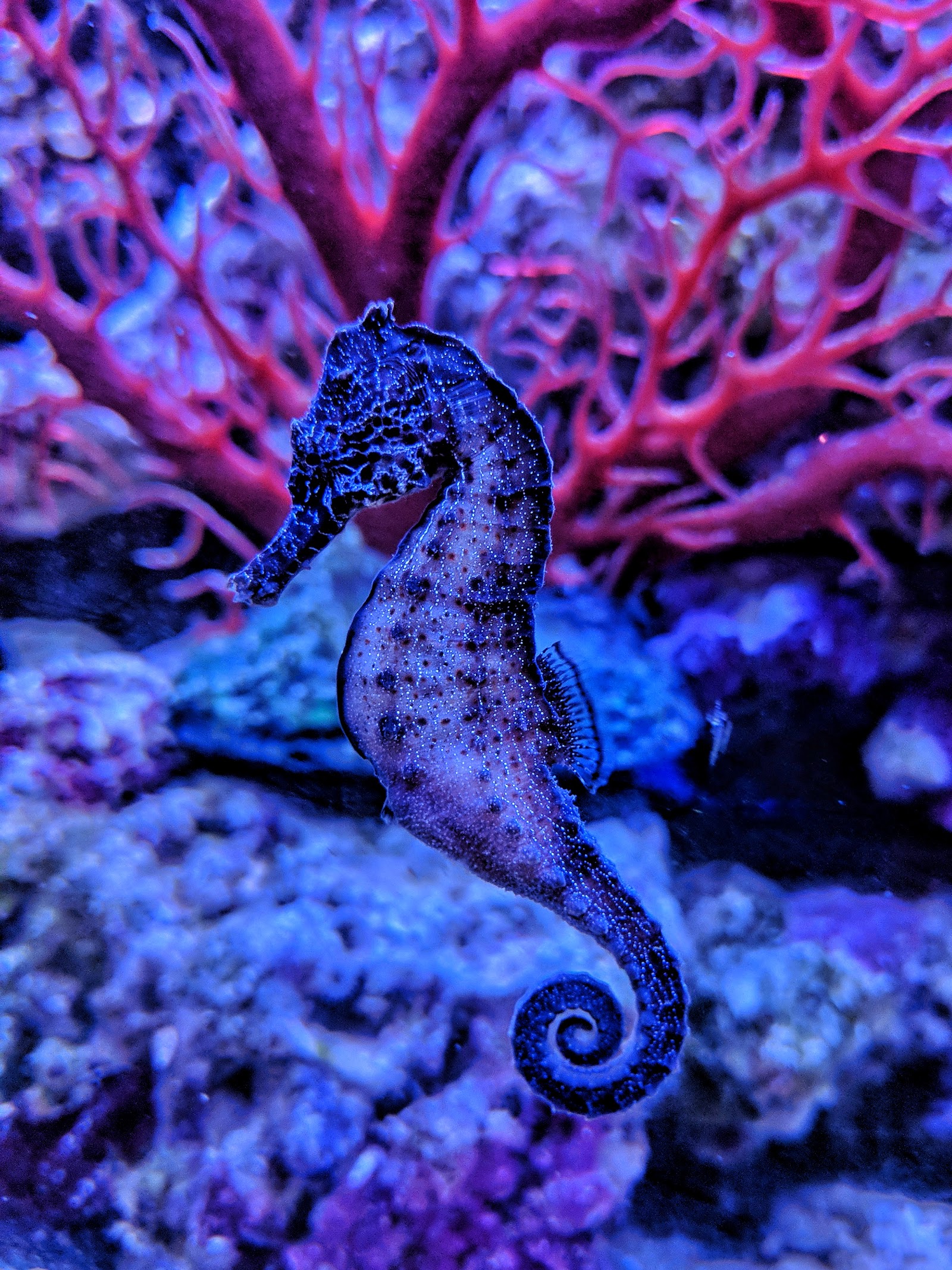 케언즈 아쿠아리움