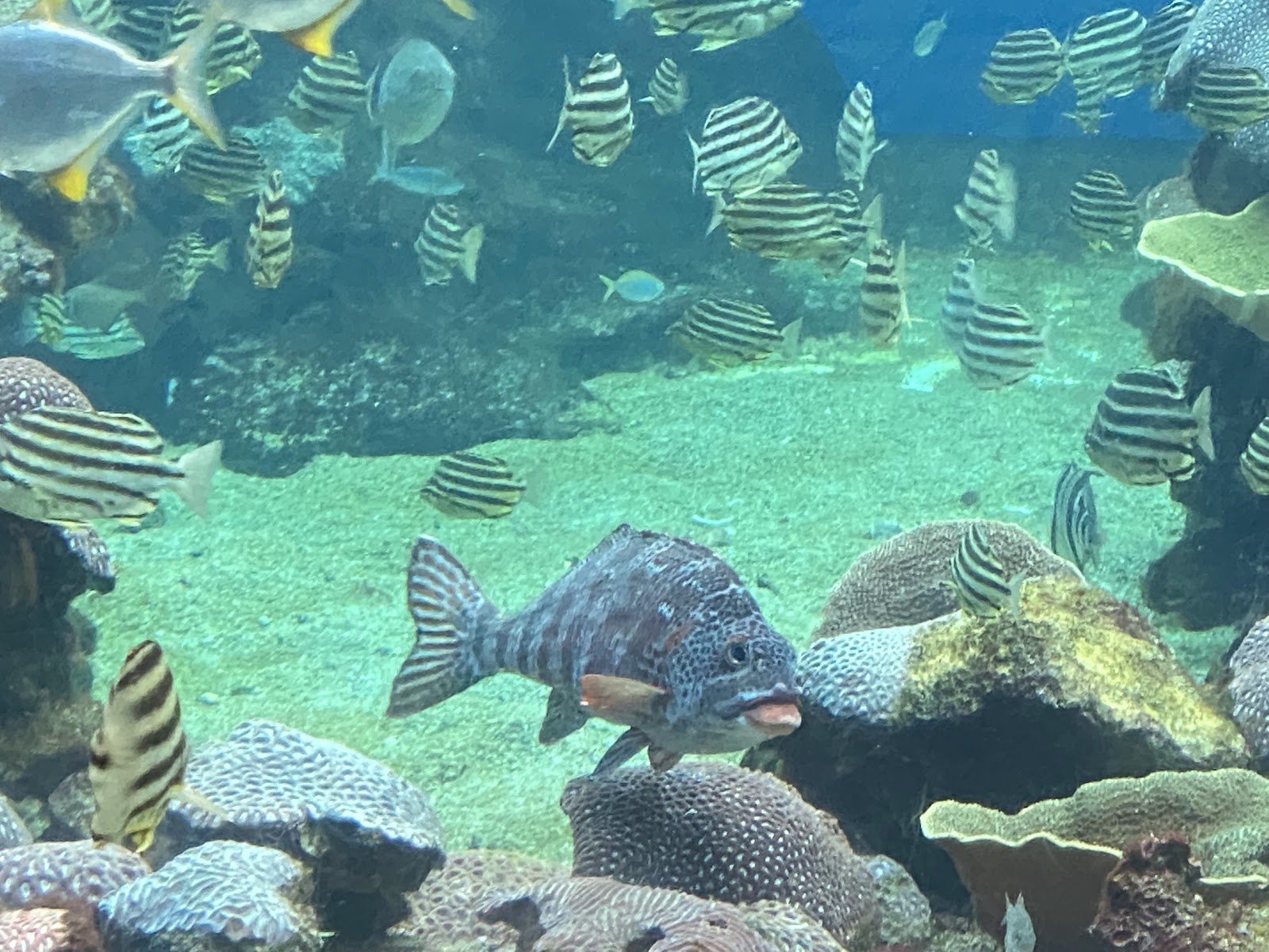 AQWA 서호주 수족관