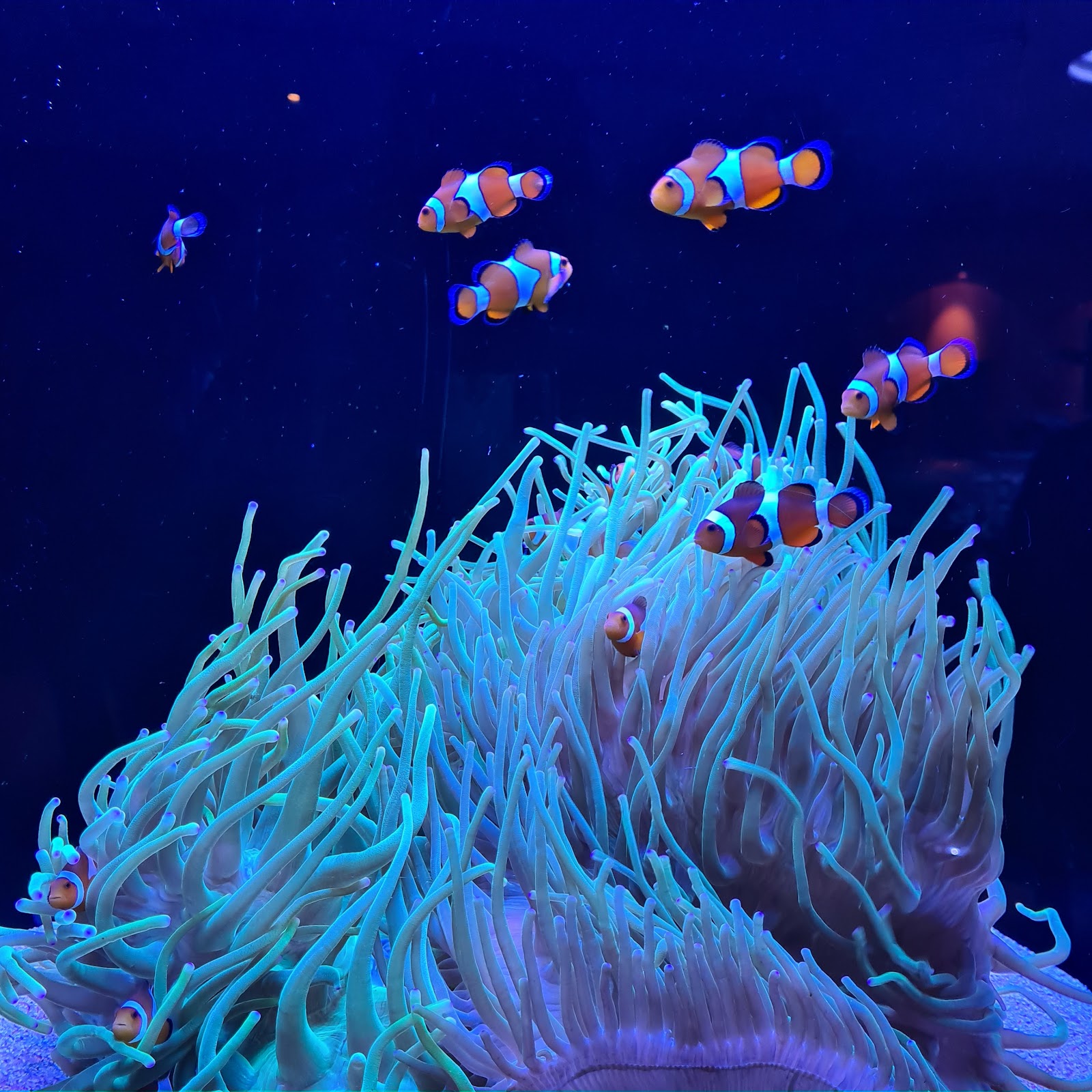 AQWA 서호주 수족관