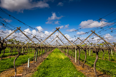스완 밸리 와인 지역
