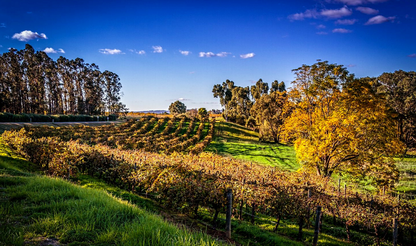 스완 밸리 와인 지역