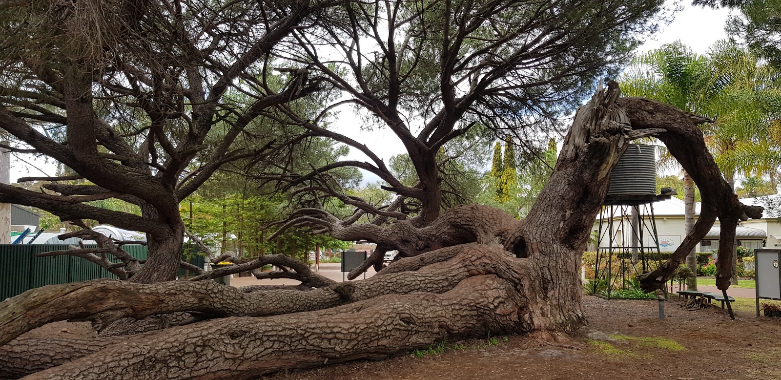 스완 밸리 와인 지역