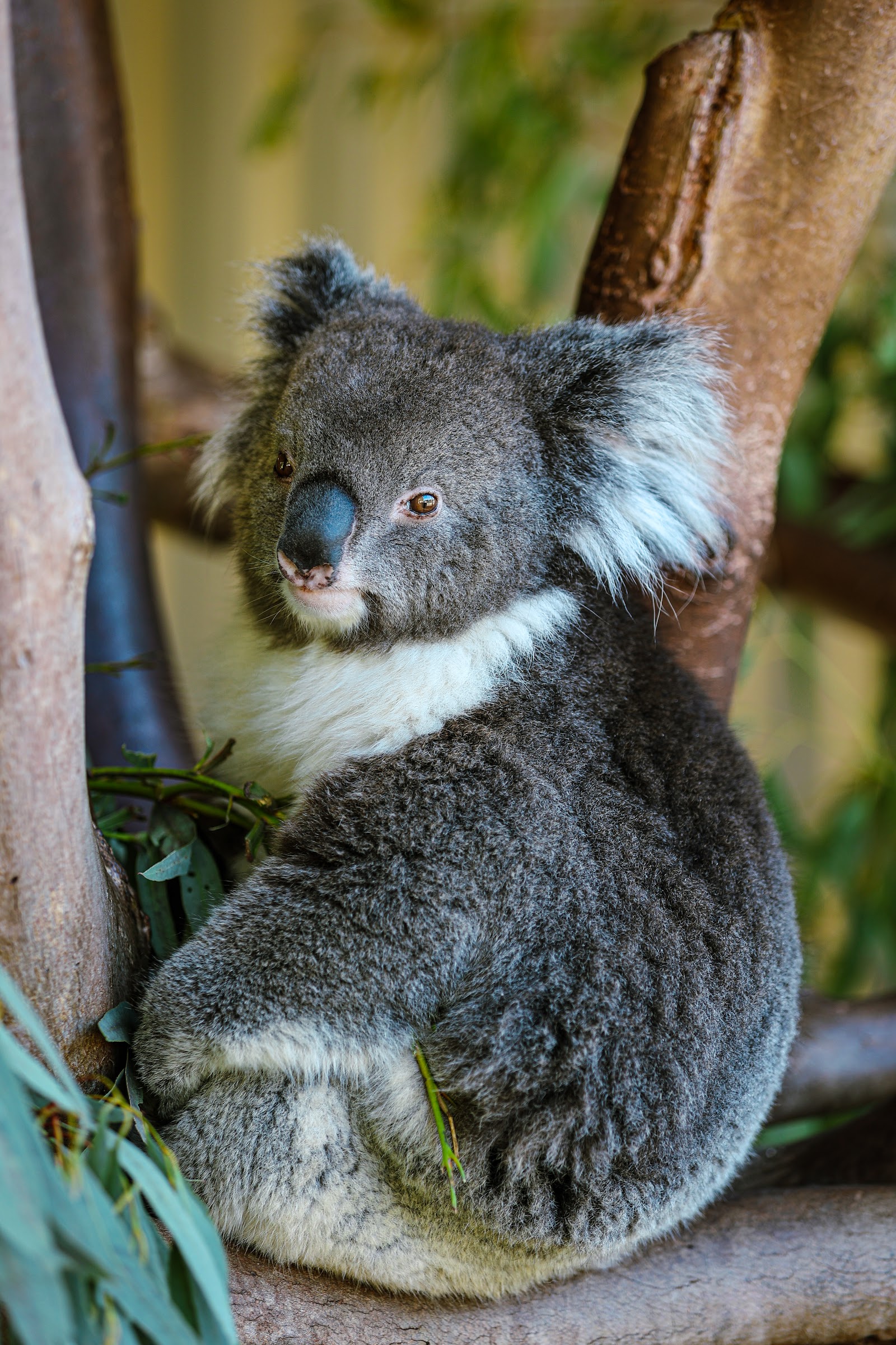 캐버샴 야생동물 공원