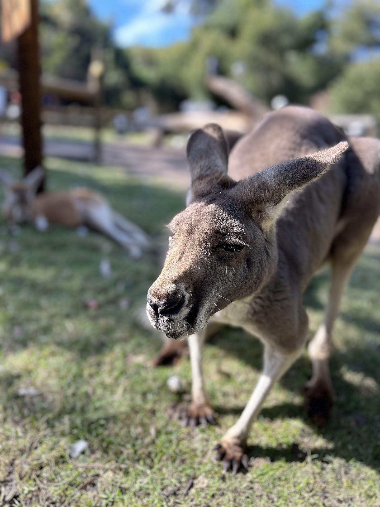 캐버샴 야생동물 공원