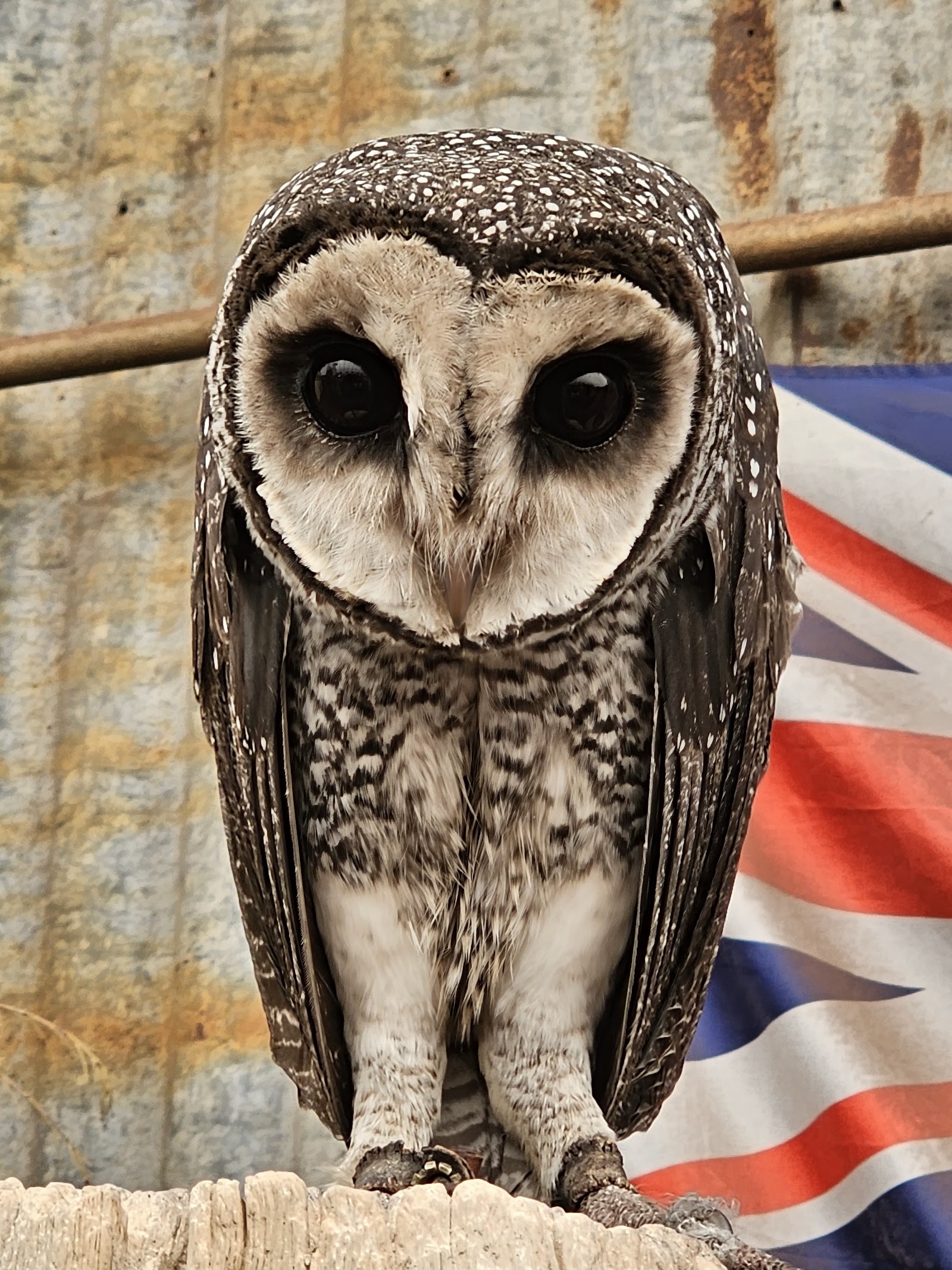 캐버샴 야생동물 공원