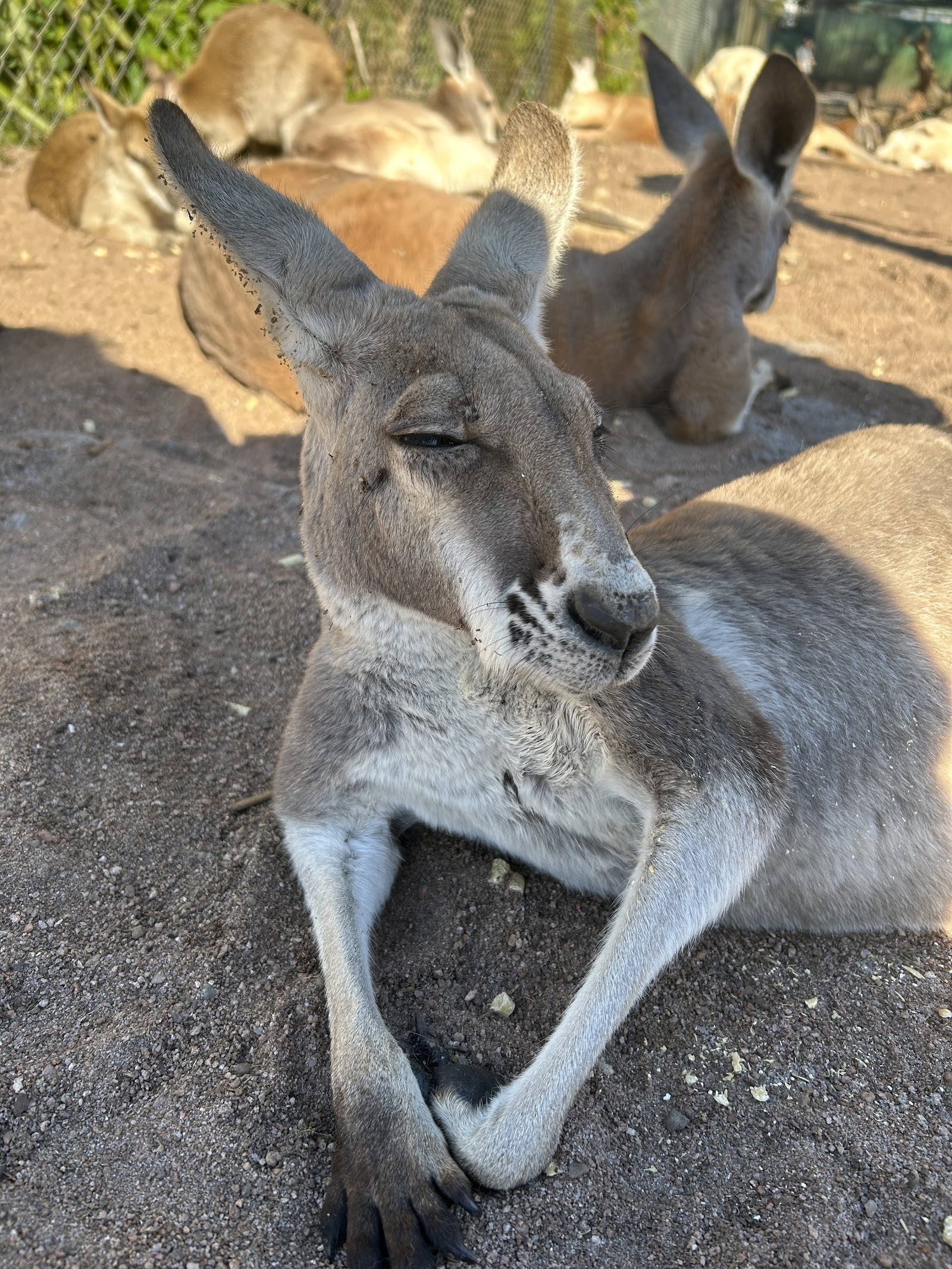 캐버샴 야생동물 공원