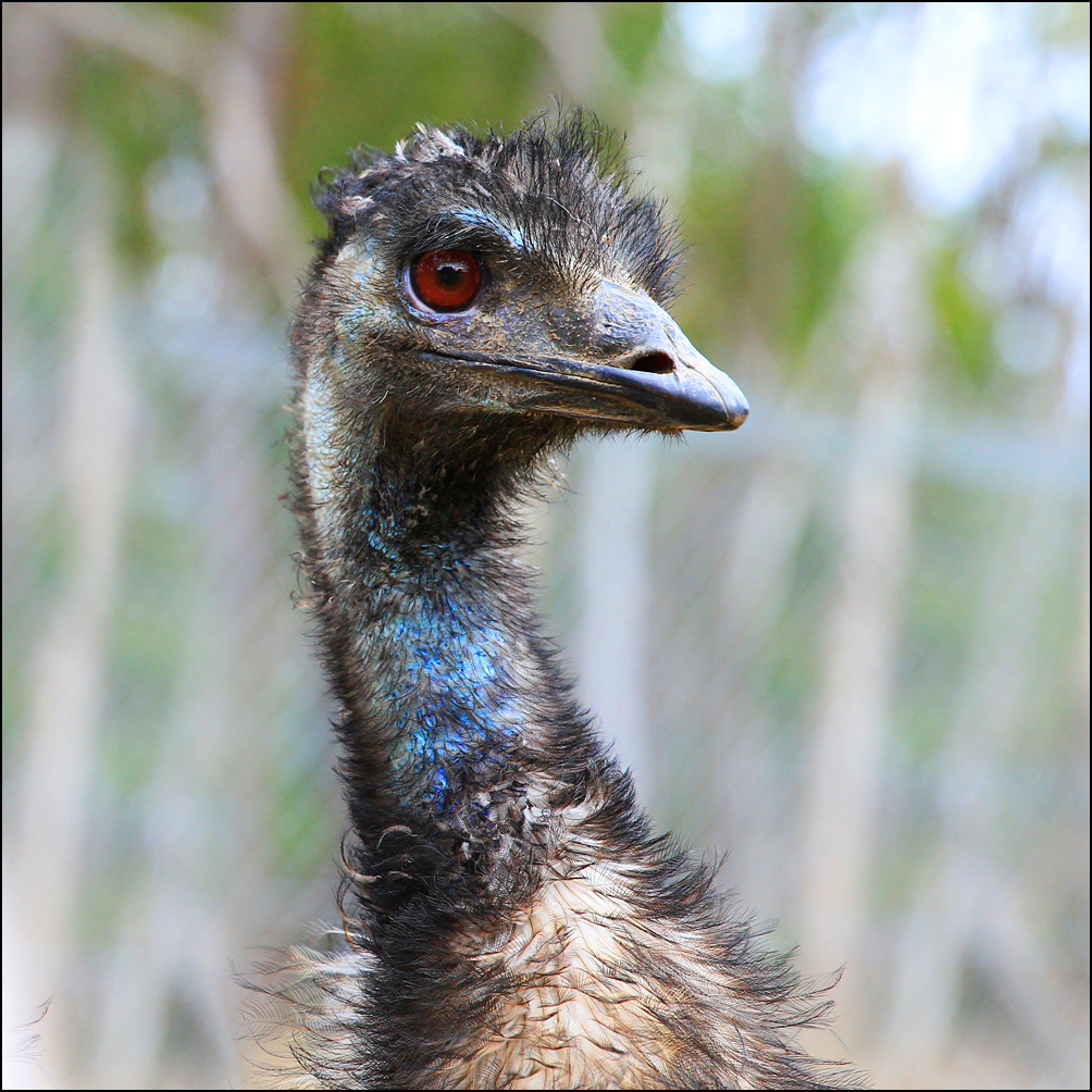 클랜드 야생동물 공원