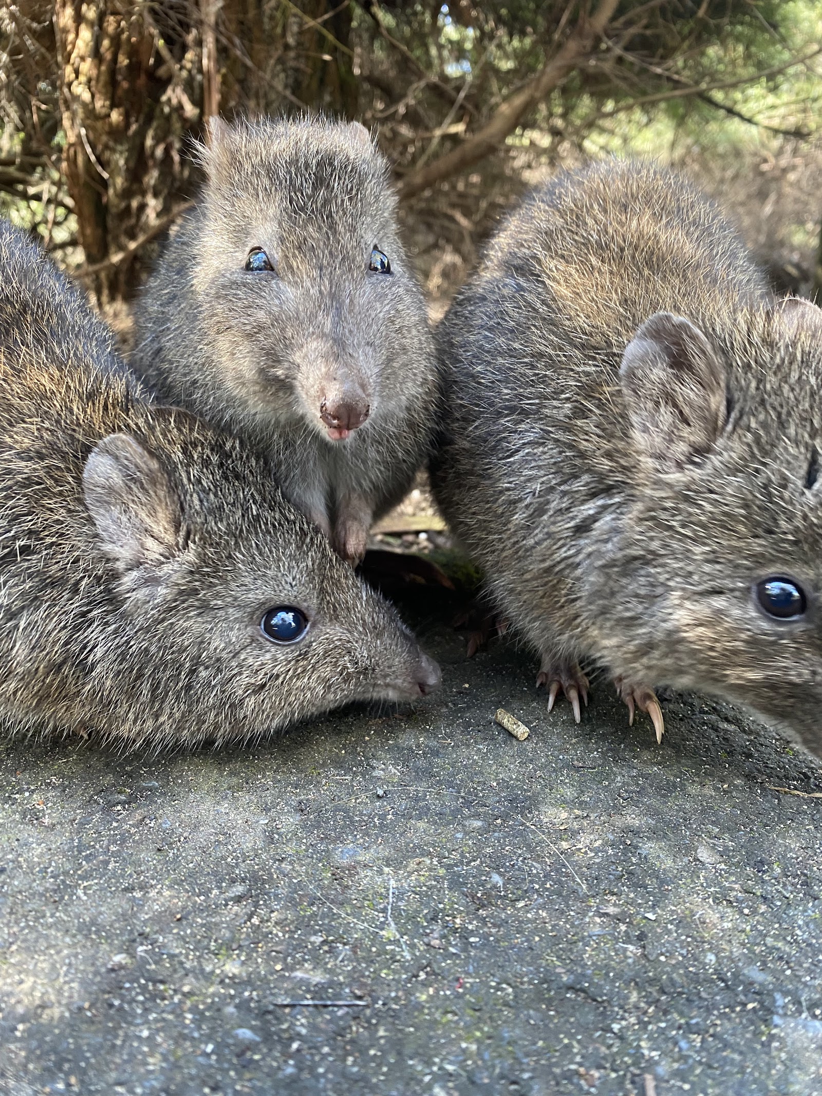 클랜드 야생동물 공원