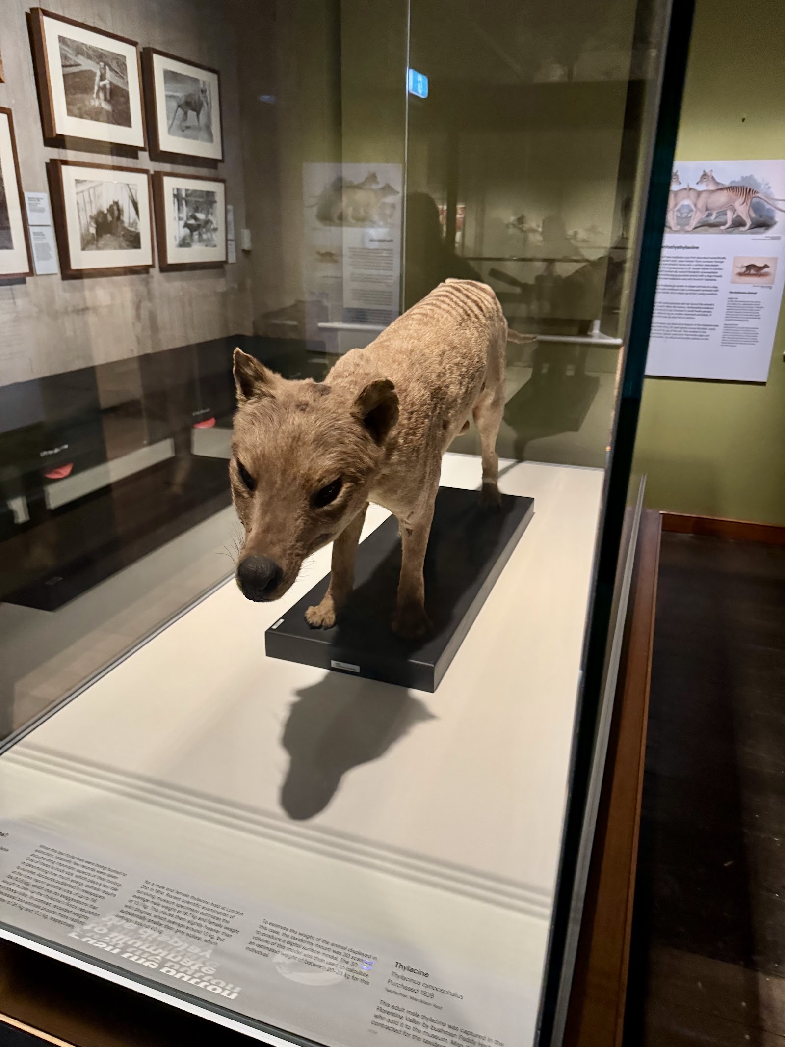 태즈마니아 박물관