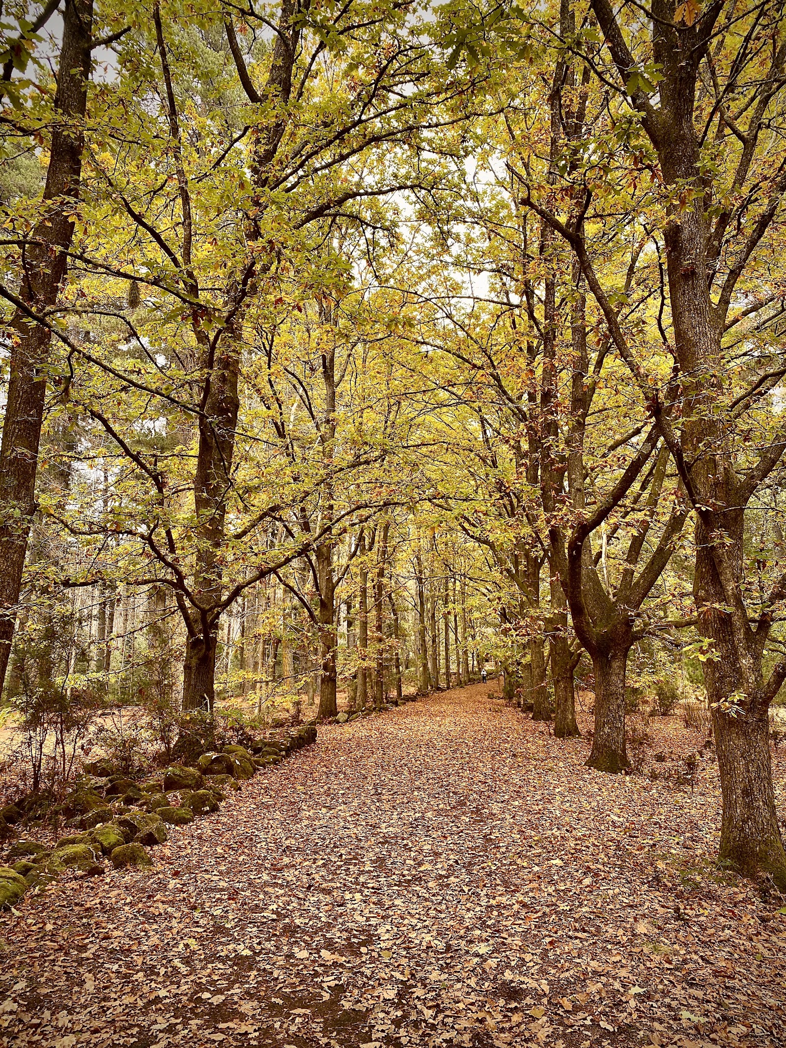 발룸 숲 산책로