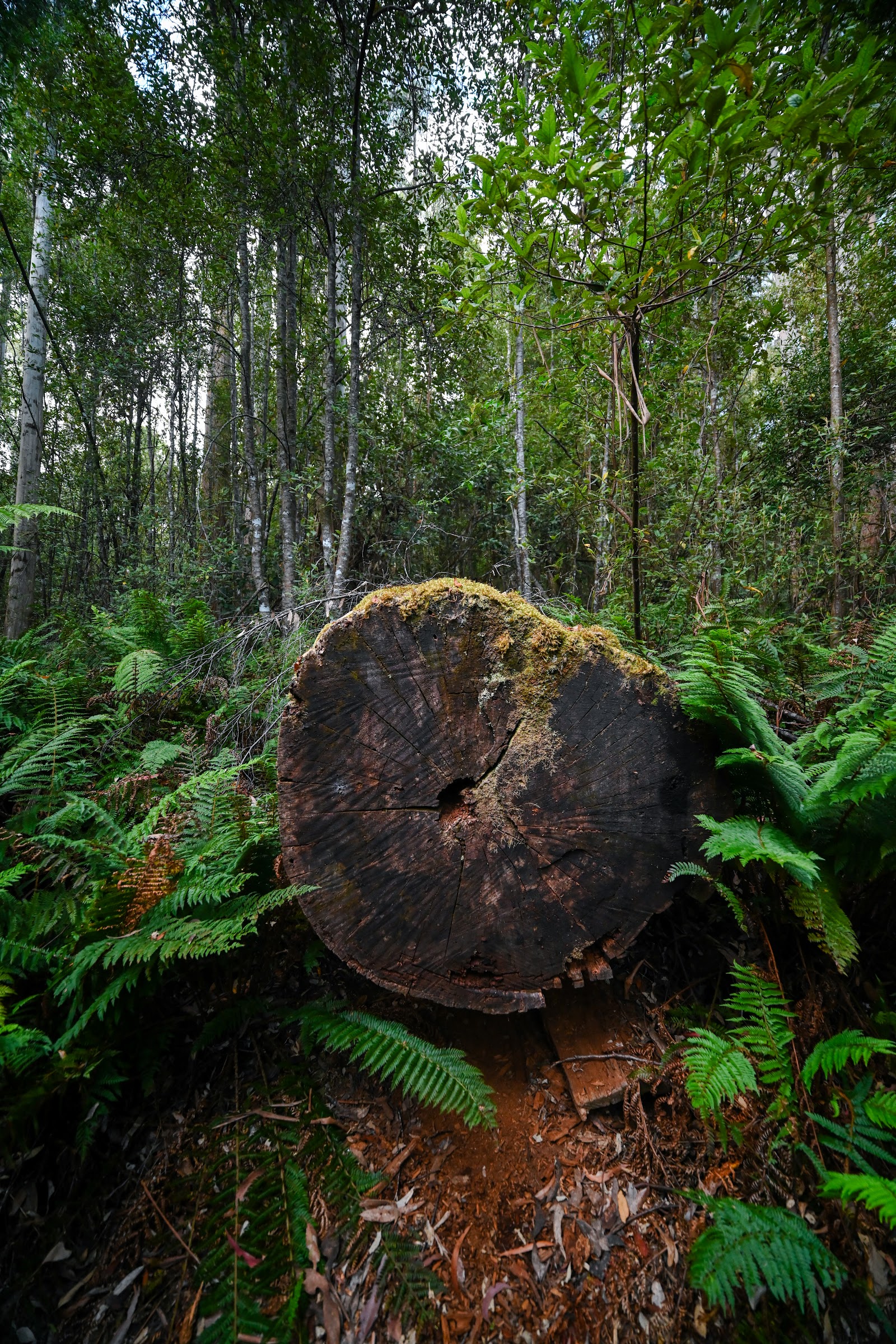 발룸 숲 산책로