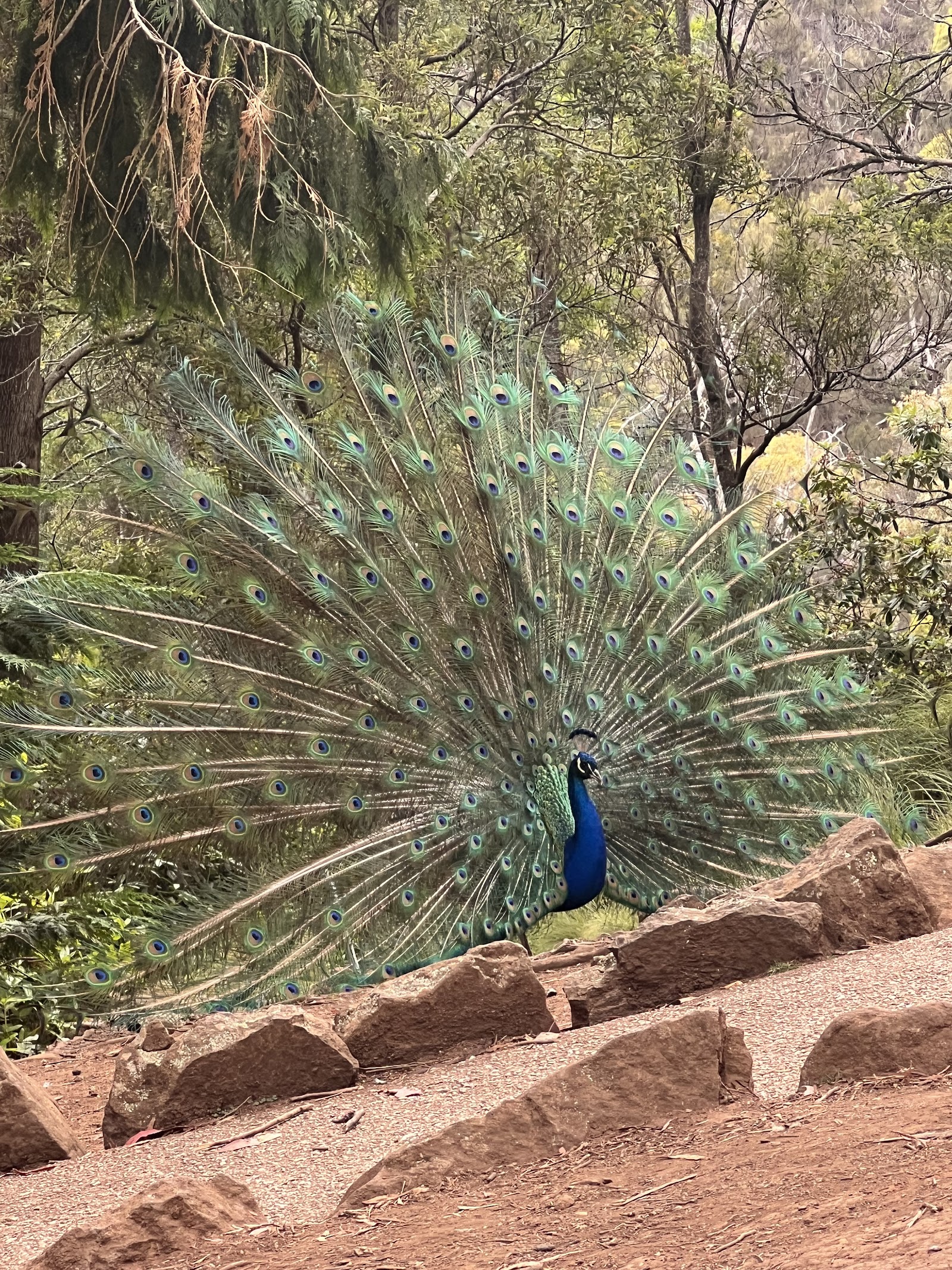 카태렉트 협곡 체어리프트