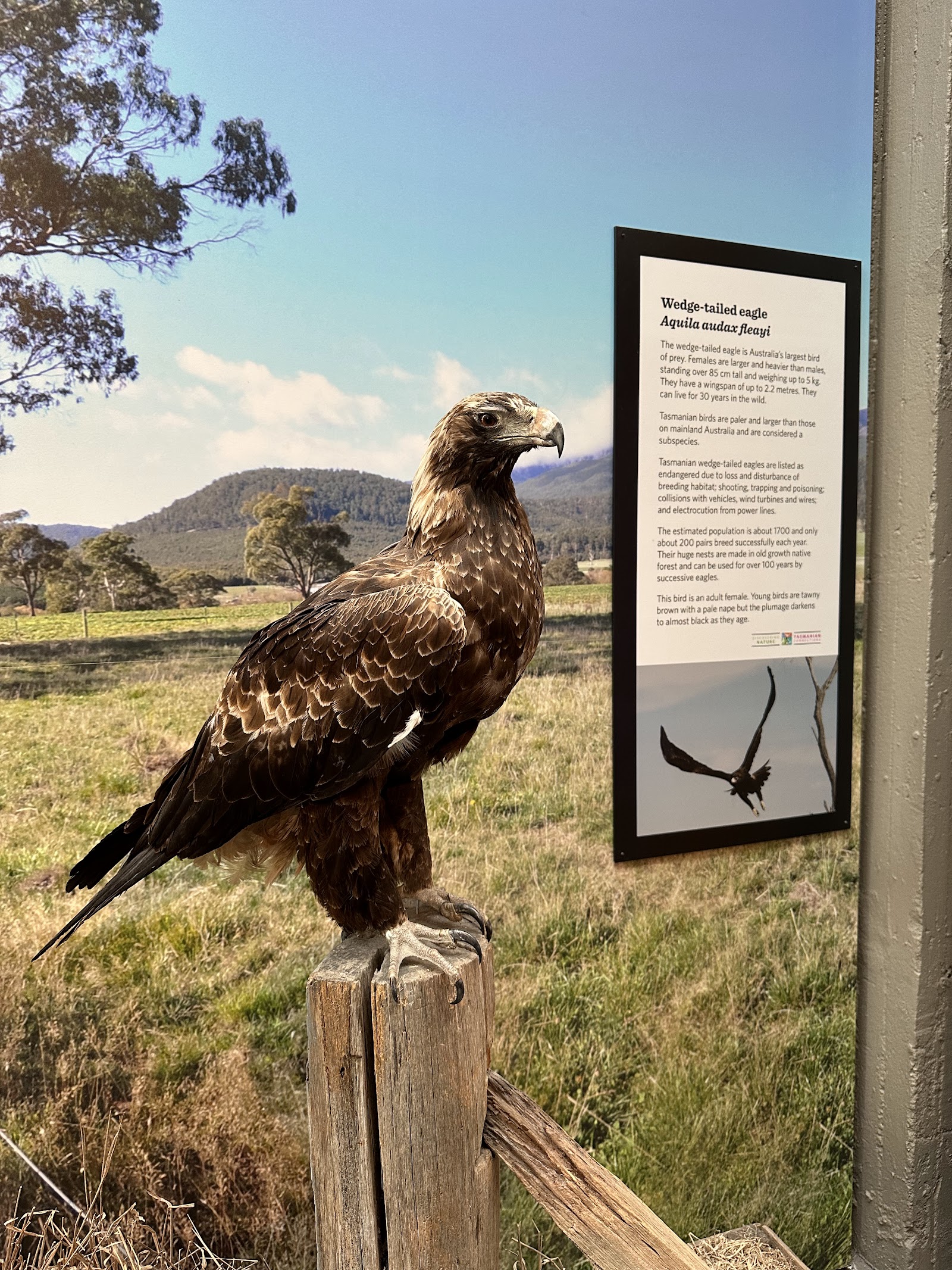 퀸 빅토리아 박물관