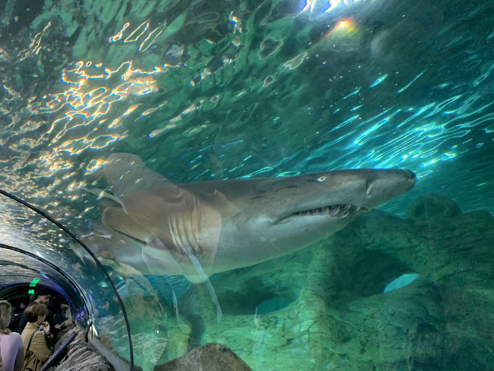 시드니 아쿠아리움