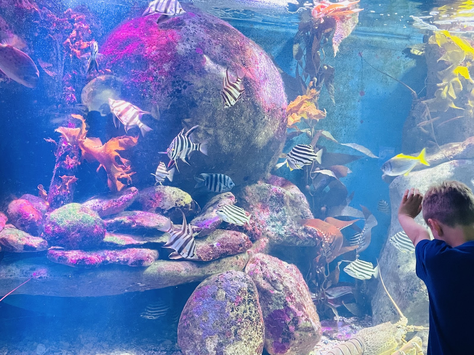 시드니 아쿠아리움