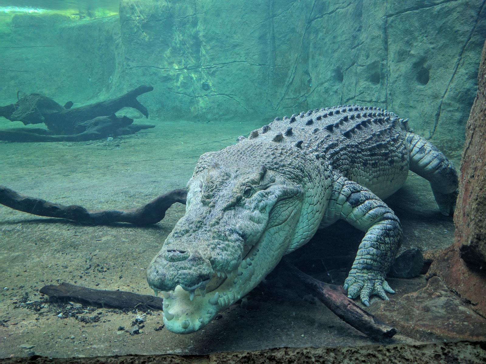 와일드라이프 시드니