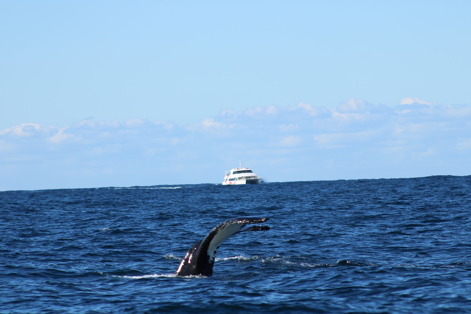 시드니 고래 관광