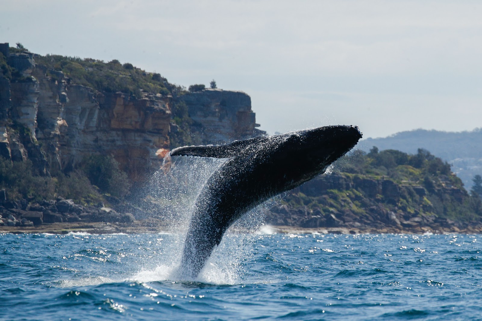 시드니 고래 관광