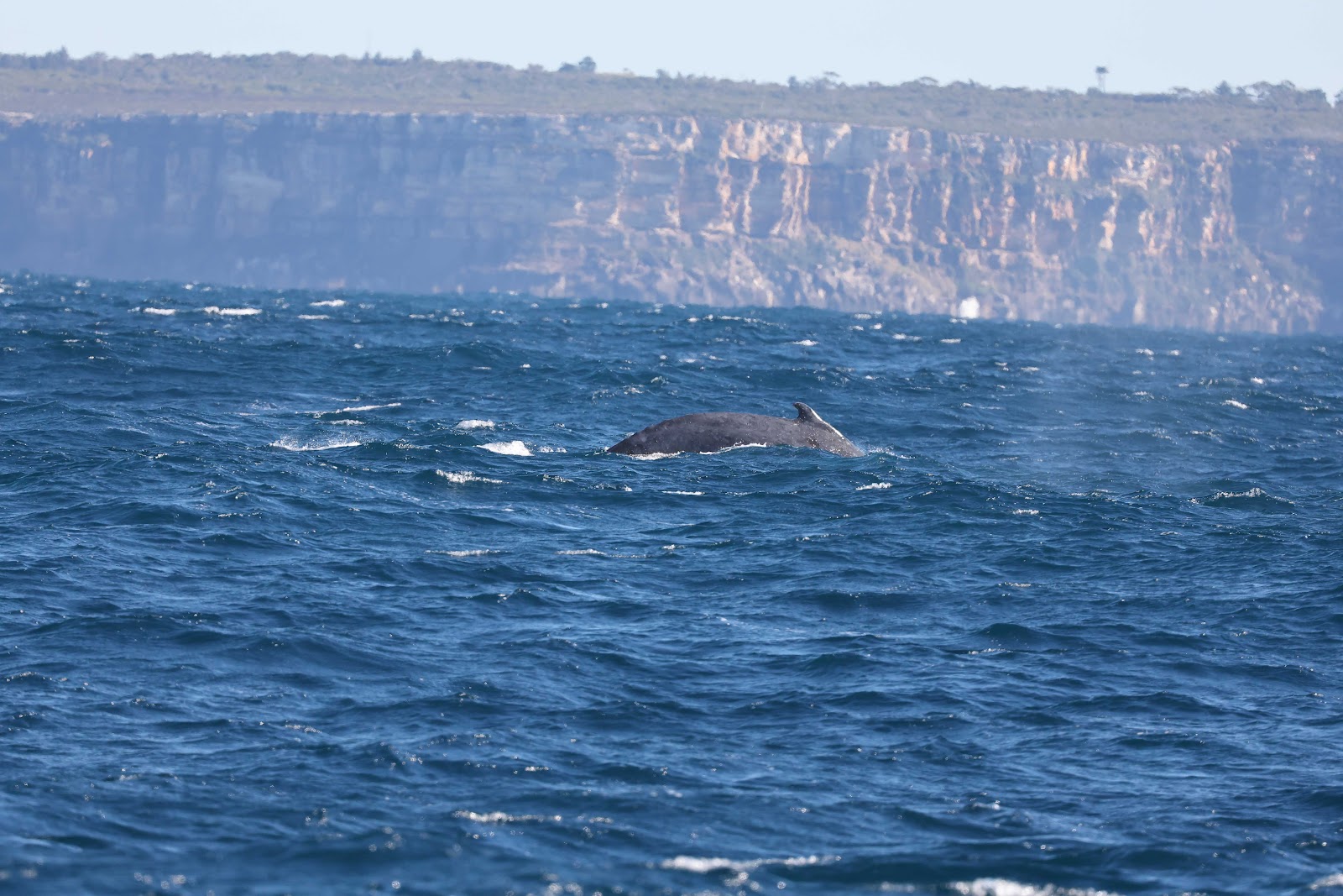 시드니 고래 관광