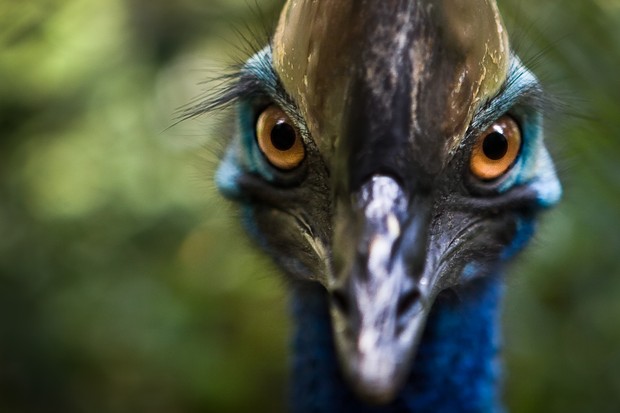 Cape Tribulation Camping