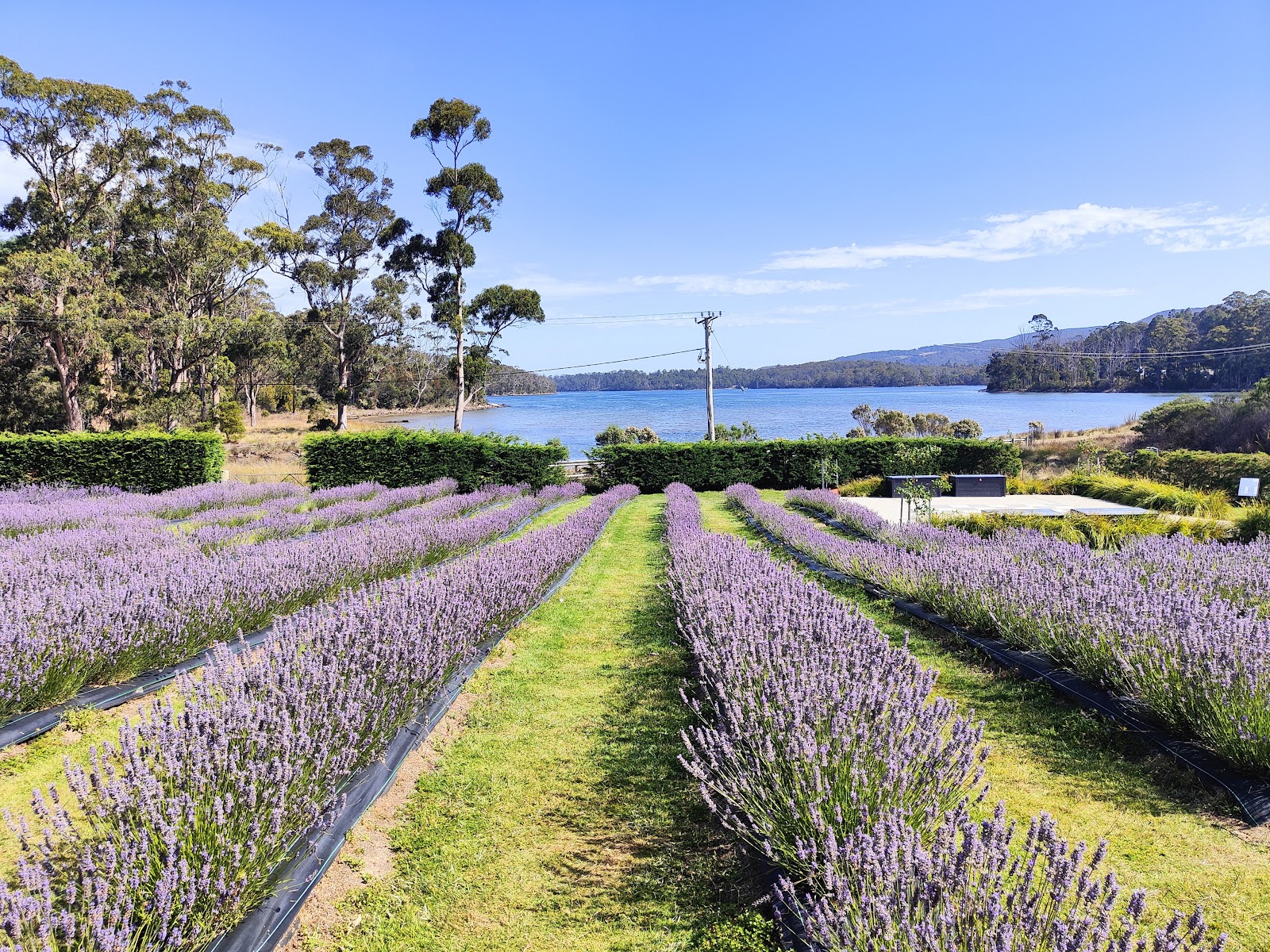 Port Arthur Lavender
