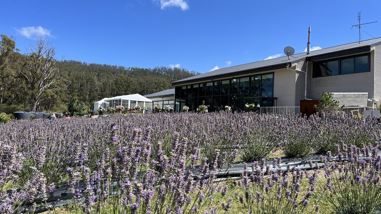 Port Arthur Lavender