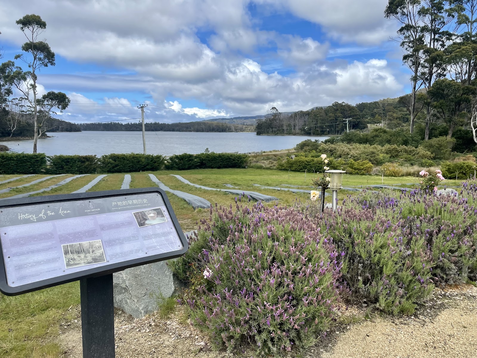 Port Arthur Lavender