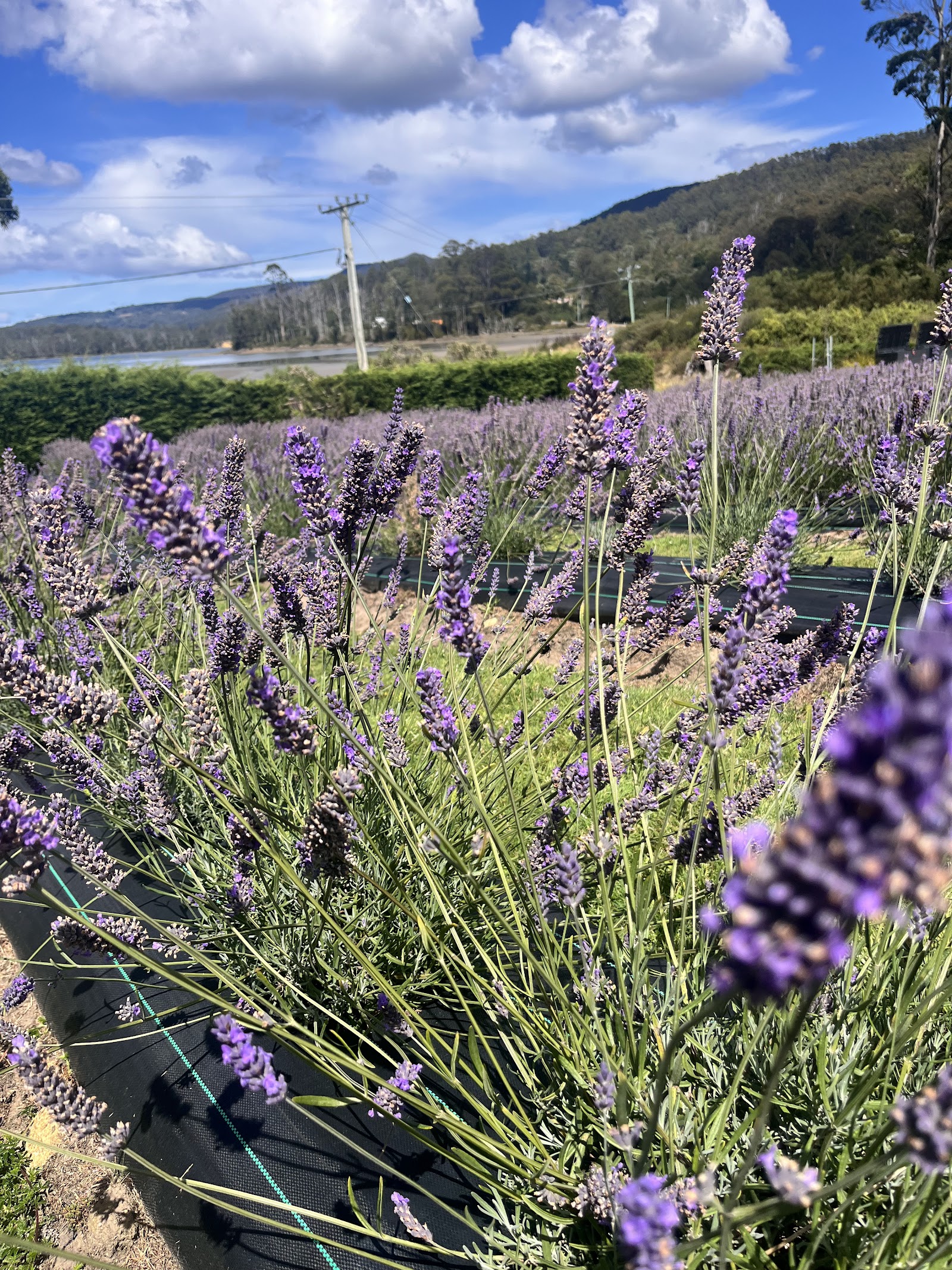 Port Arthur Lavender