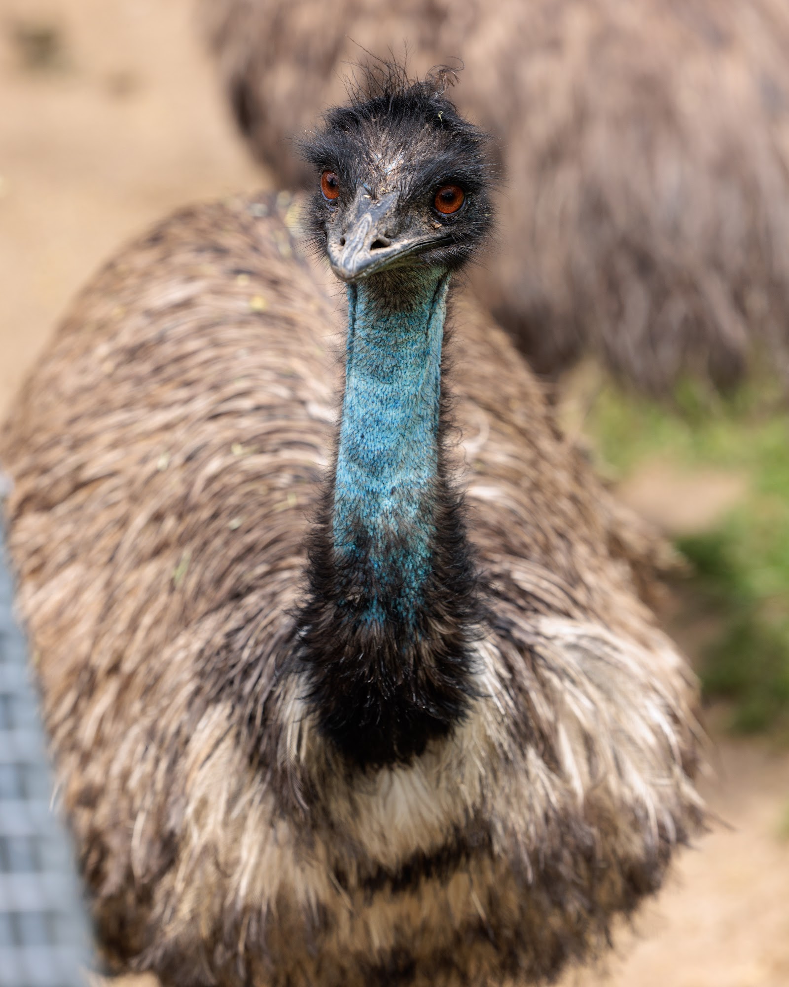 심비오 야생동물 공원