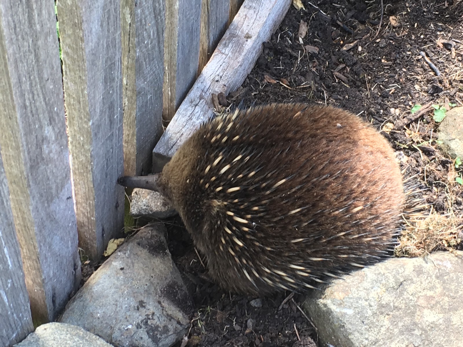 Fish Lips Cafe & Accommodation