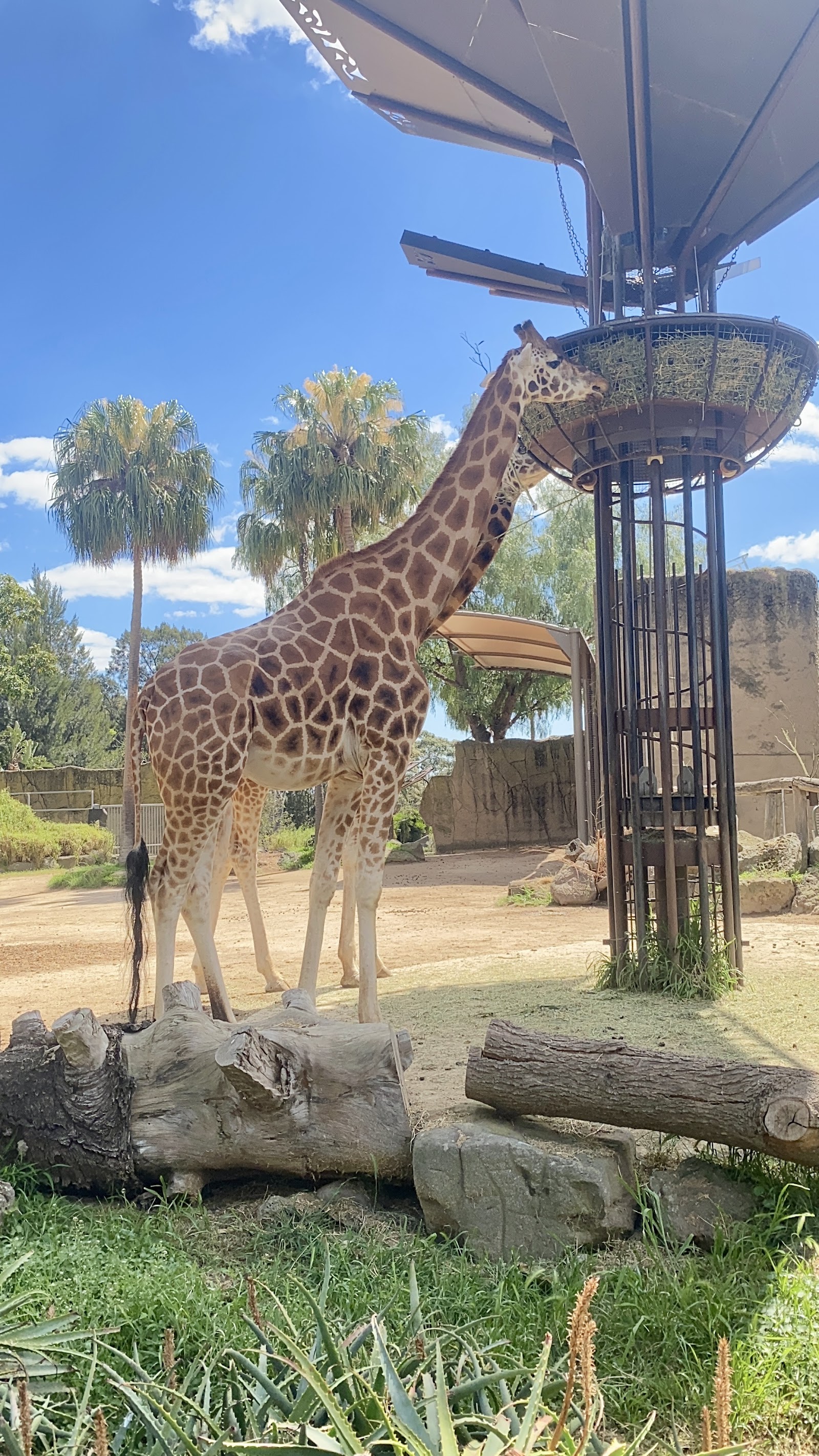 Giraffe Lookout Cafe
