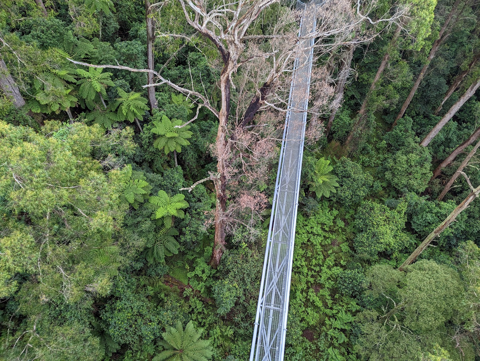 일라와라 플라이