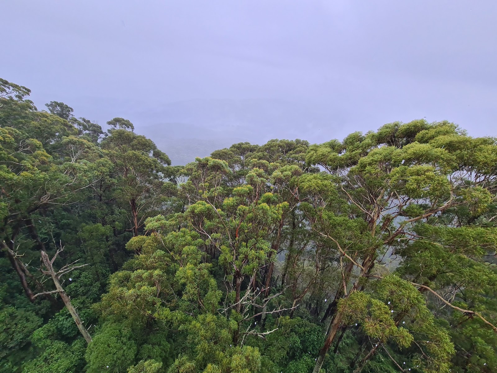 일라와라 플라이