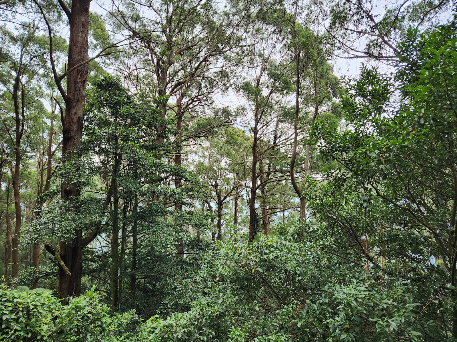 일라와라 플라이