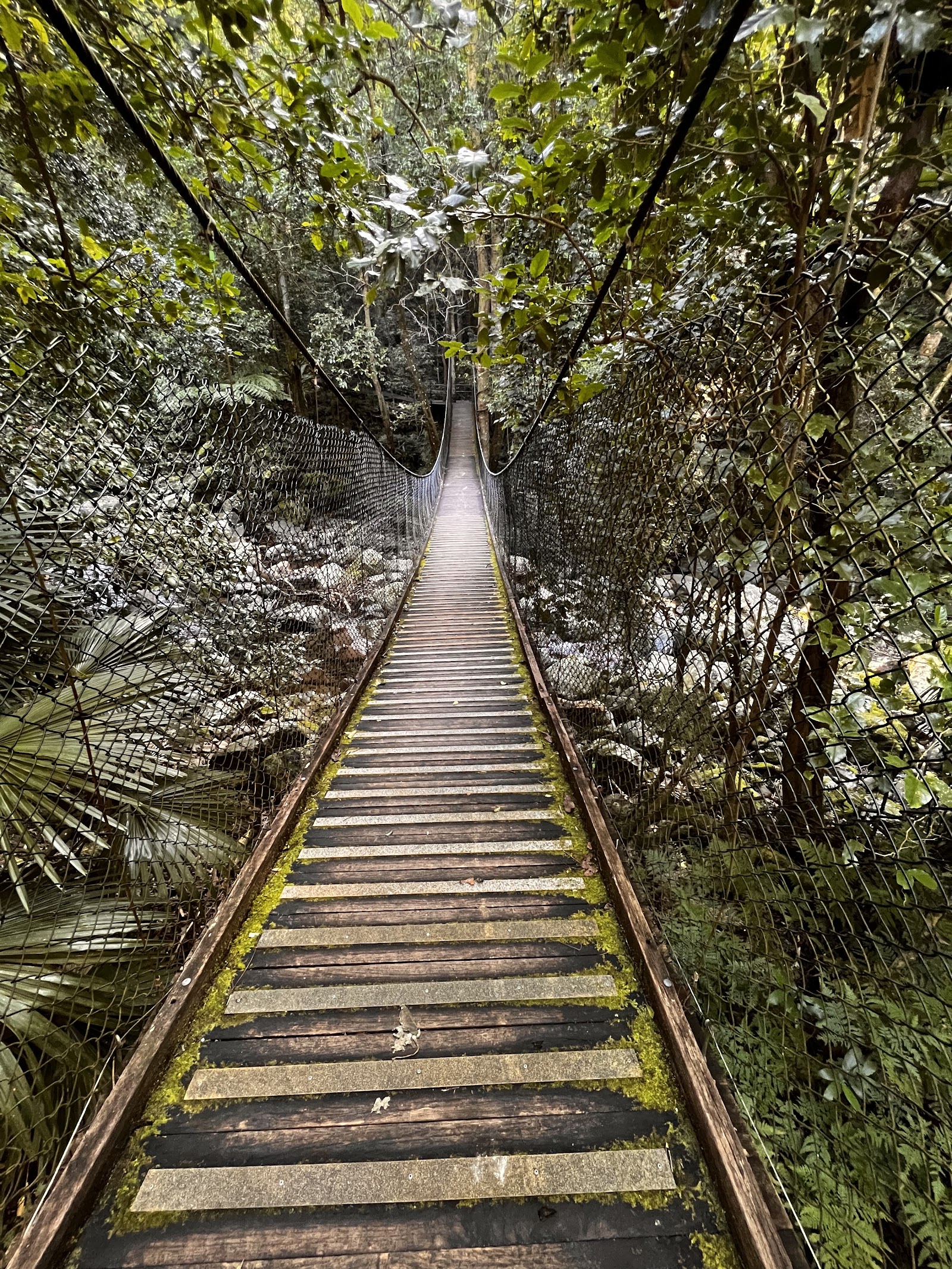 미나무라 열대우림