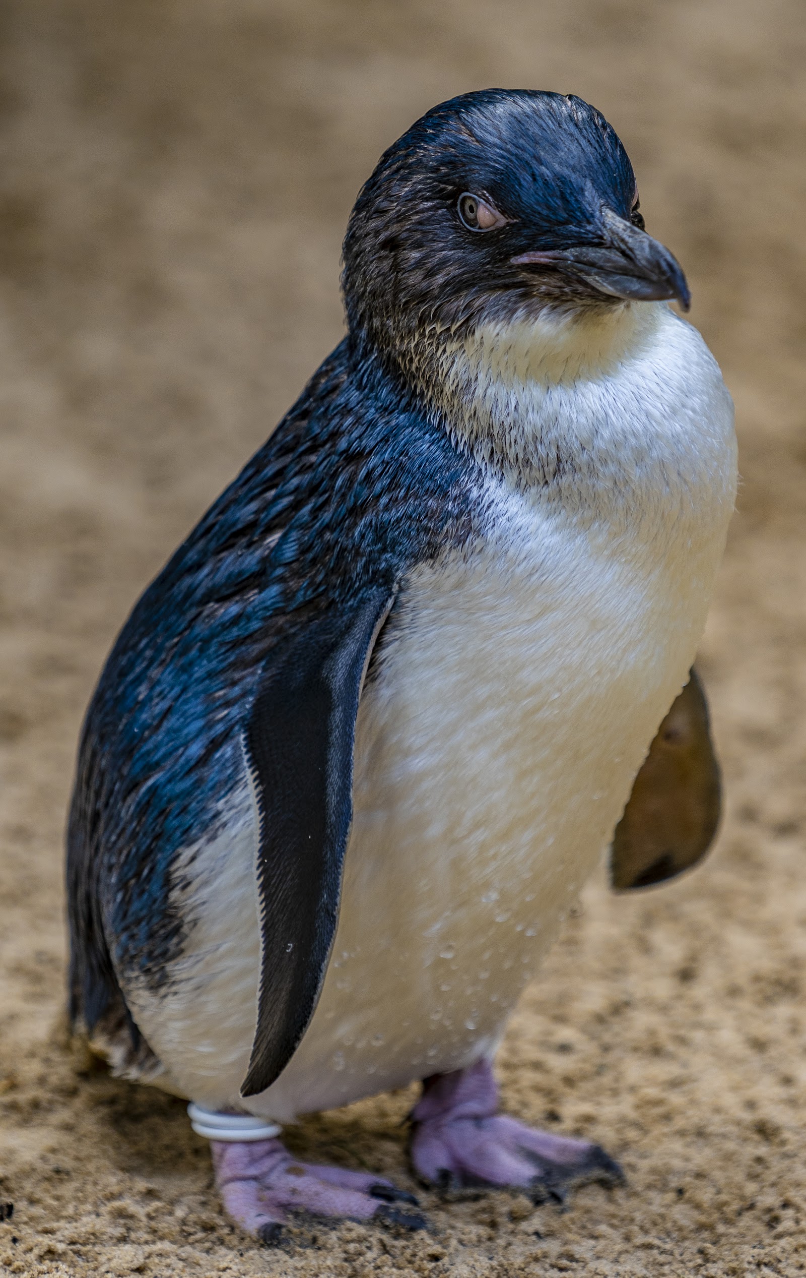 페더데일 야생동물원