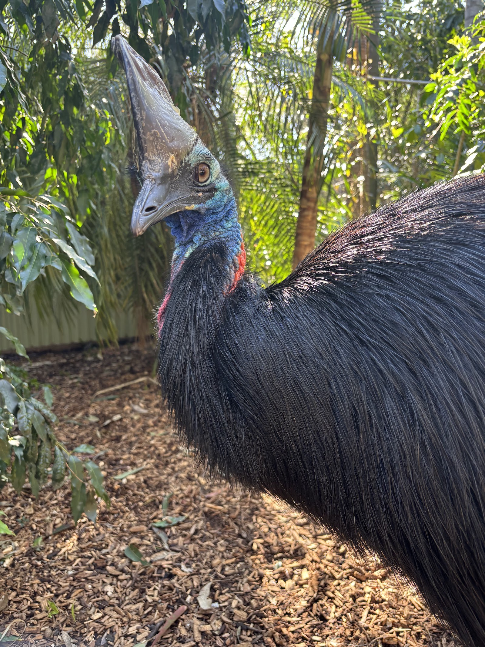 페더데일 야생동물원