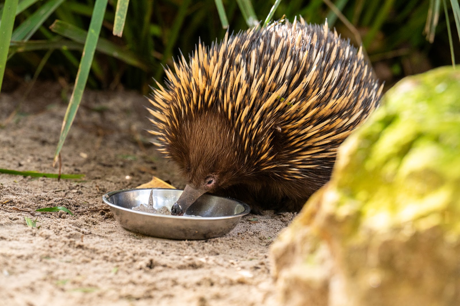 페더데일 야생동물원