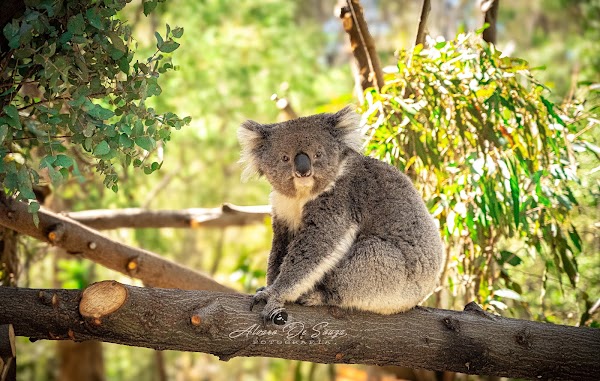 티드빈빌라 자연 보호구역