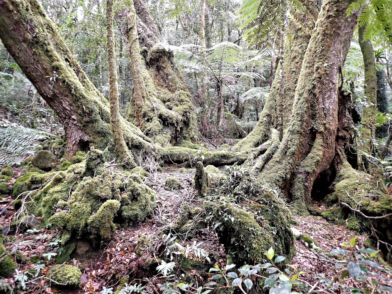 라밍턴 국립공원